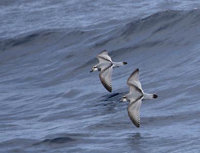 Broad-billed Prion (Pachyptila vittata) photo image