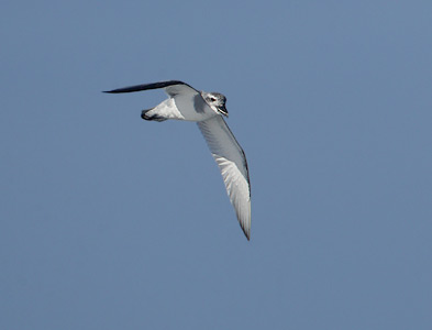 Broad-billed Prion (Pachyptila vittata) photo image