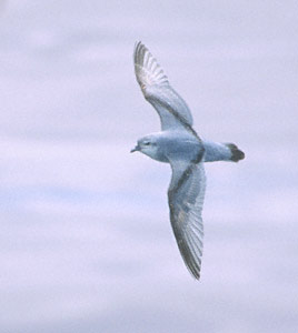 Fairy Prion (Pachyptila turtur) photo image