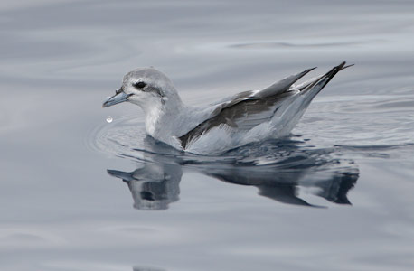 Fairy Prion (Pachyptila turtur) photo