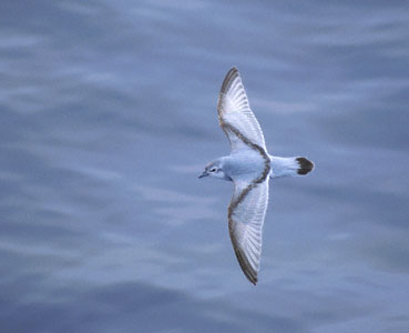 Fulmar Prion (Pachyptila crassirostris) photo image