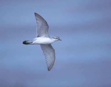 Fulmar Prion (Pachyptila crassirostris) photo image