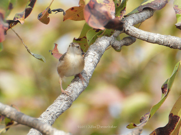 Tawny-flanked Prinia (Prinia subflava) photo