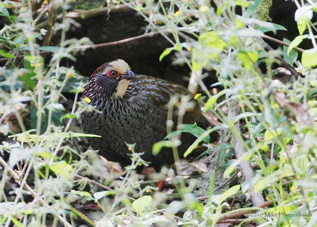 Buffy-crowned Wood-Partridge (Dendrortyx leucophrys) photo image