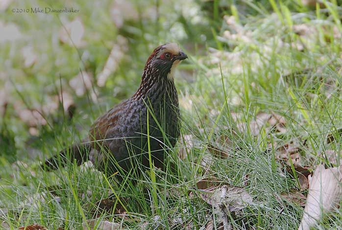 Buffy-crowned Wood-Partridge (Dendrortyx leucophrys) photo image