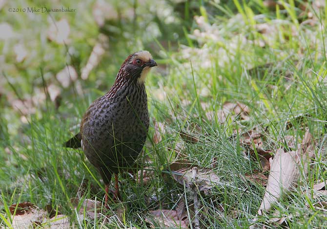 Buffy-crowned Wood-Partridge (Dendrortyx leucophrys) photo image