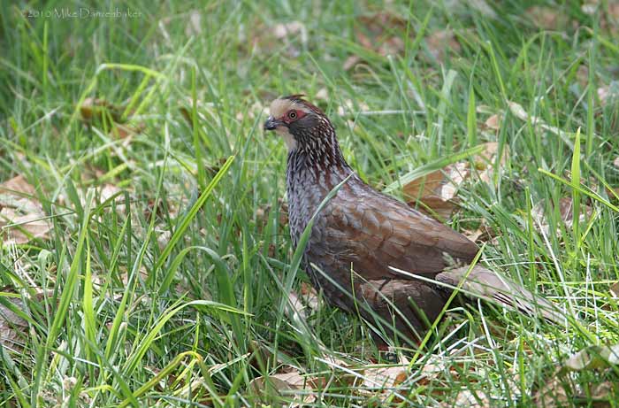 Buffy-crowned Wood-Partridge (Dendrortyx leucophrys) photo image