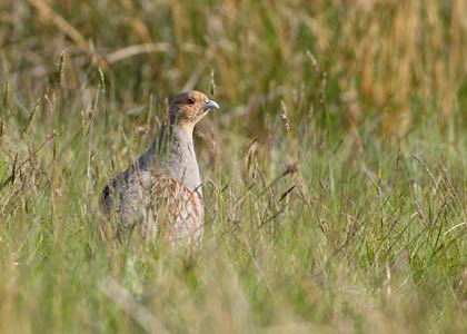 Grey Partridge (Perdix perdix) photo image