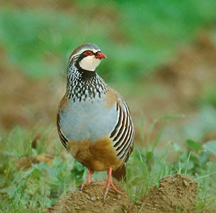 Red-legged Partridge (Alectoris rufa) photo image