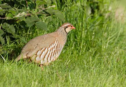 Red-legged Partridge (Alectoris rufa) photo image