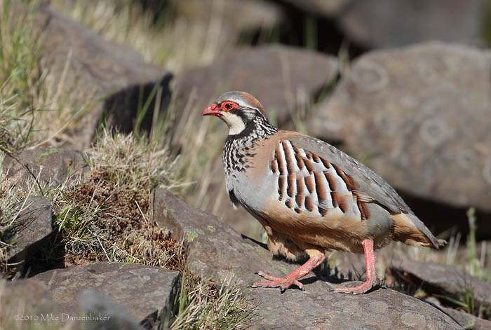 Red-legged Partridge (Alectoris rufa) photo image