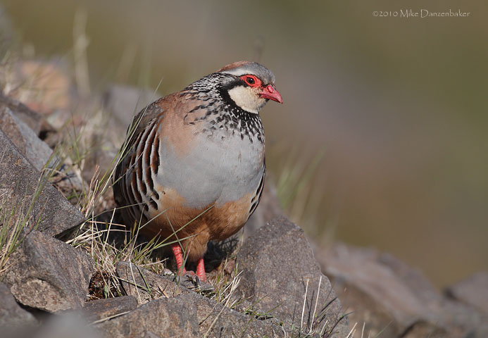 Red-legged Partridge (Alectoris rufa) photo image