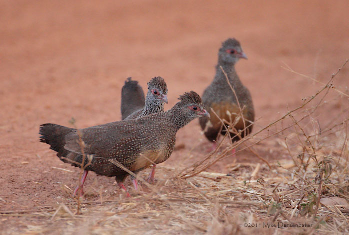 Stone Partridge (Ptilopachus petrosus) photo
