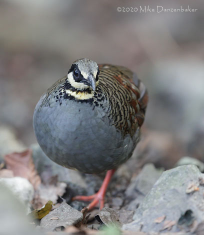 Taiwan Partridge (Arborophila crudigularis) photo