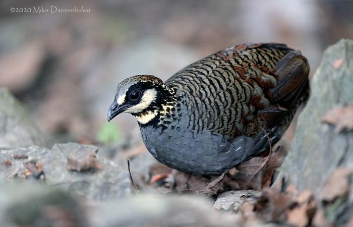 Taiwan Partridge (Arborophila crudigularis) photo image