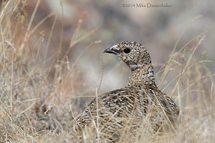 Rock Ptarmigan (Lagopus muta) photo