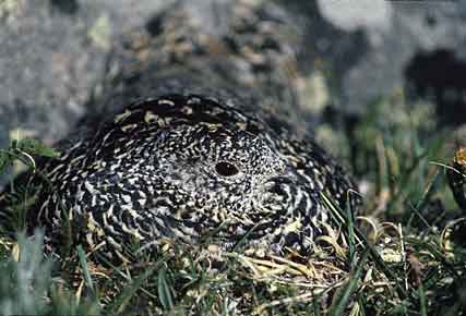White-tailed Ptarmigan (Lagopus leucura) photo image