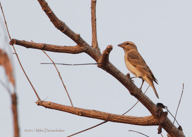 Bush Petronia (Gymnoris dentata) photo