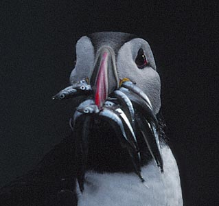 Atlantic Puffin (Fratercula arctica) photo image