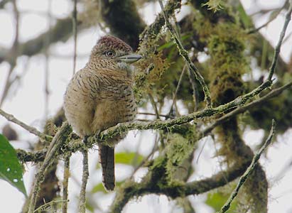 Barred Puffbird (Nystalus radiatus) photo image