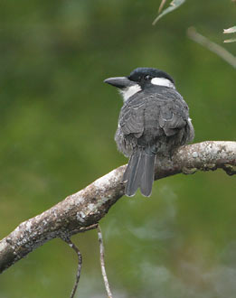 Black-breasted Puffbird (Notharchus pectoralis) photo image