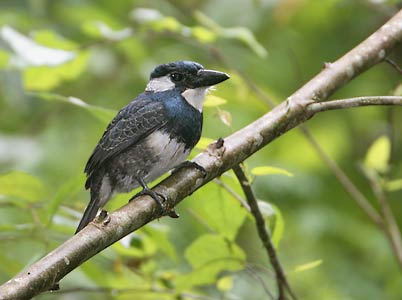 Black-breasted Puffbird (Notharchus pectoralis) photo image