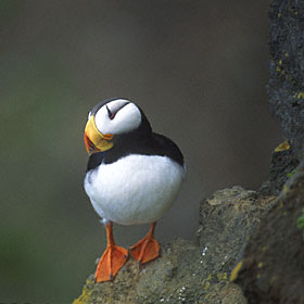 Horned Puffin (Fratercula corniculata) photo image