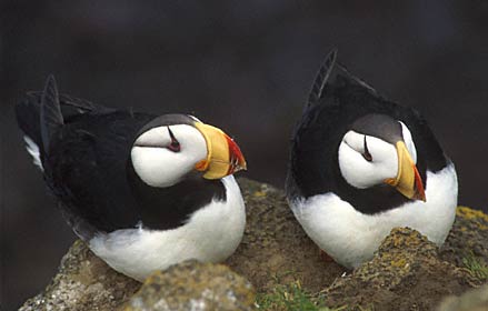 Horned Puffin (Fratercula corniculata) photo image