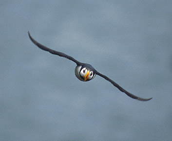 Horned Puffin (Fratercula corniculata) photo image