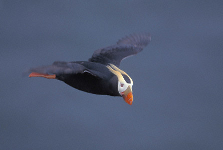Tufted Puffin (Fratercula cirrhata) photo image