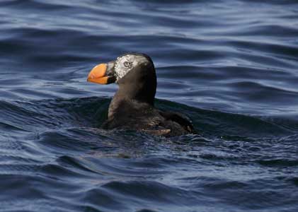 Tufted Puffin (Fratercula cirrhata) photo image