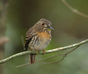 White-whiskered Puffbird (Malacoptila panamensis) photo