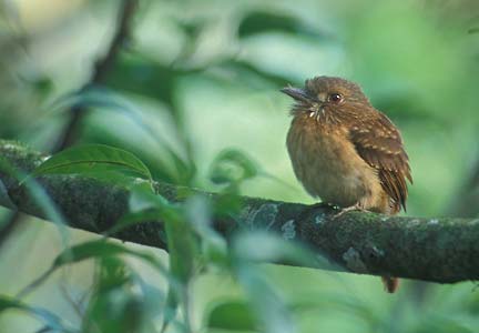 White-whiskered Puffbird (Malacoptila panamensis) photo