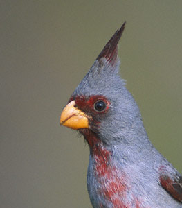 Pyrrhuloxia (Cardinalis sinuatus) photo image