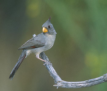 Pyrrhuloxia (Cardinalis sinuatus) photo image