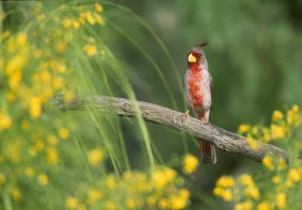 Pyrrhuloxia (Cardinalis sinuatus) photo image