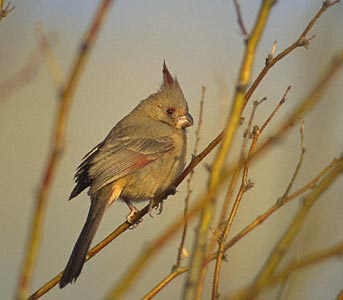 Pyrrhuloxia (Cardinalis sinuatus) photo image