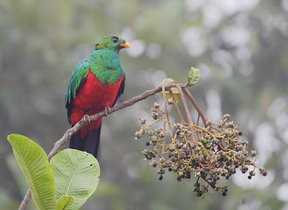 Golden-headed Quetzal (Pharomachrus auriceps) photo image
