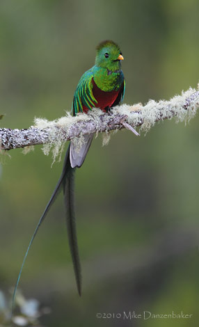 Resplendent Quetzal (Pharomachrus mocinno) photo