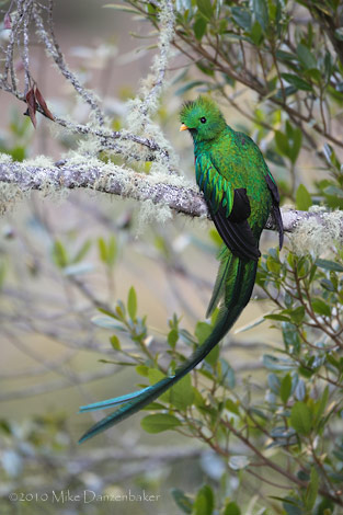 Resplendent Quetzal (Pharomachrus mocinno) photo
