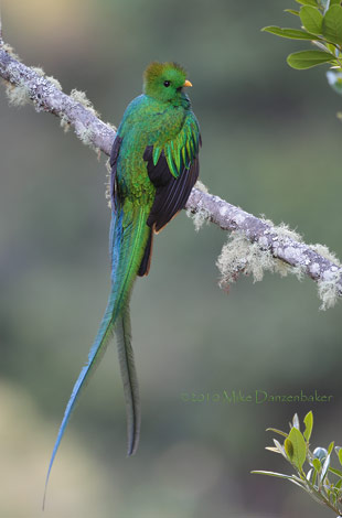 Resplendent Quetzal (Pharomachrus mocinno) photo