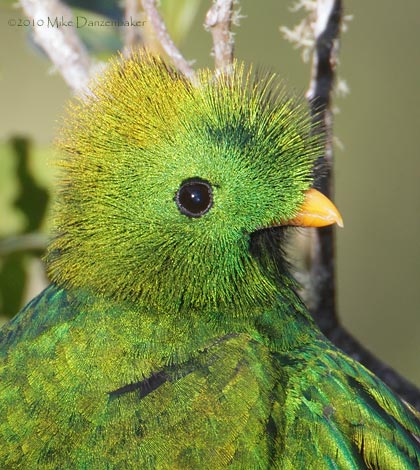 Resplendent Quetzal (Pharomachrus mocinno) photo