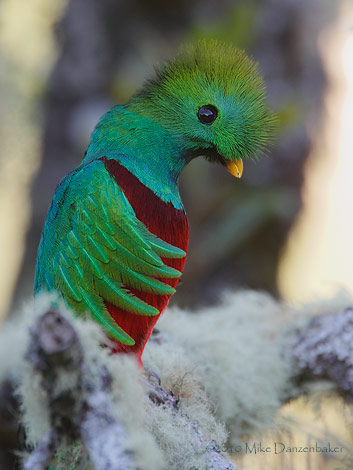 Resplendent Quetzal (Pharomachrus mocinno) photo