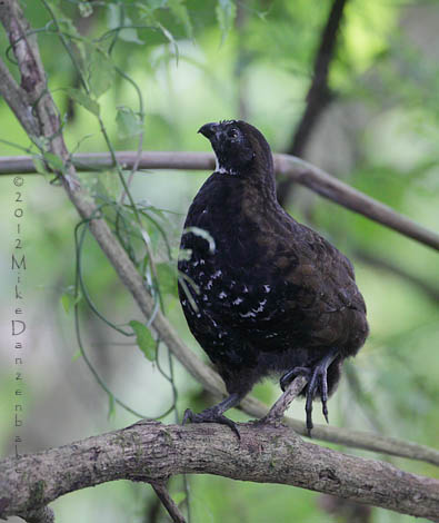 Black-breasted Wood-Quail (Odontophorus leucolaemus) photo