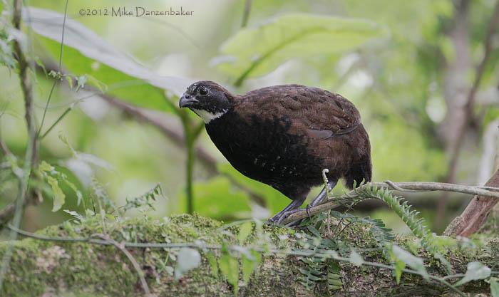 Black-breasted Wood-Quail (Odontophorus leucolaemus) photo image