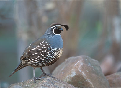 California Quail (Callipepla californica) photo image