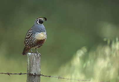 California Quail (Callipepla californica) photo image