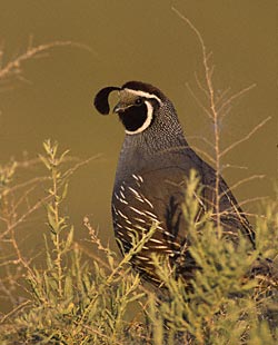 California Quail (Callipepla californica) photo image