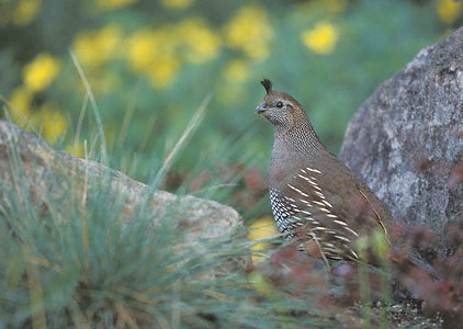 California Quail (Callipepla californica) photo image