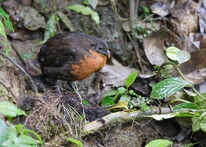 Dark-backed Wood-Quail (Odontophorus melanonotus) photo image